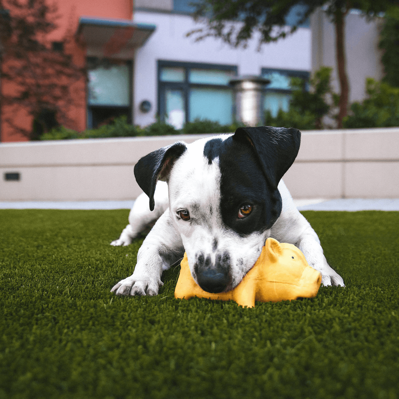 EverHue Outdoor Pet Turf